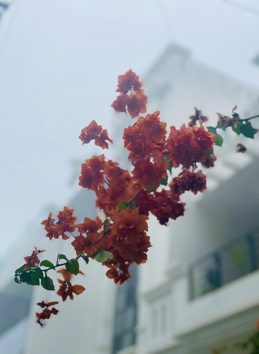 gsushma55's tweet image. Mausam! 

#Sush_Click!❤️