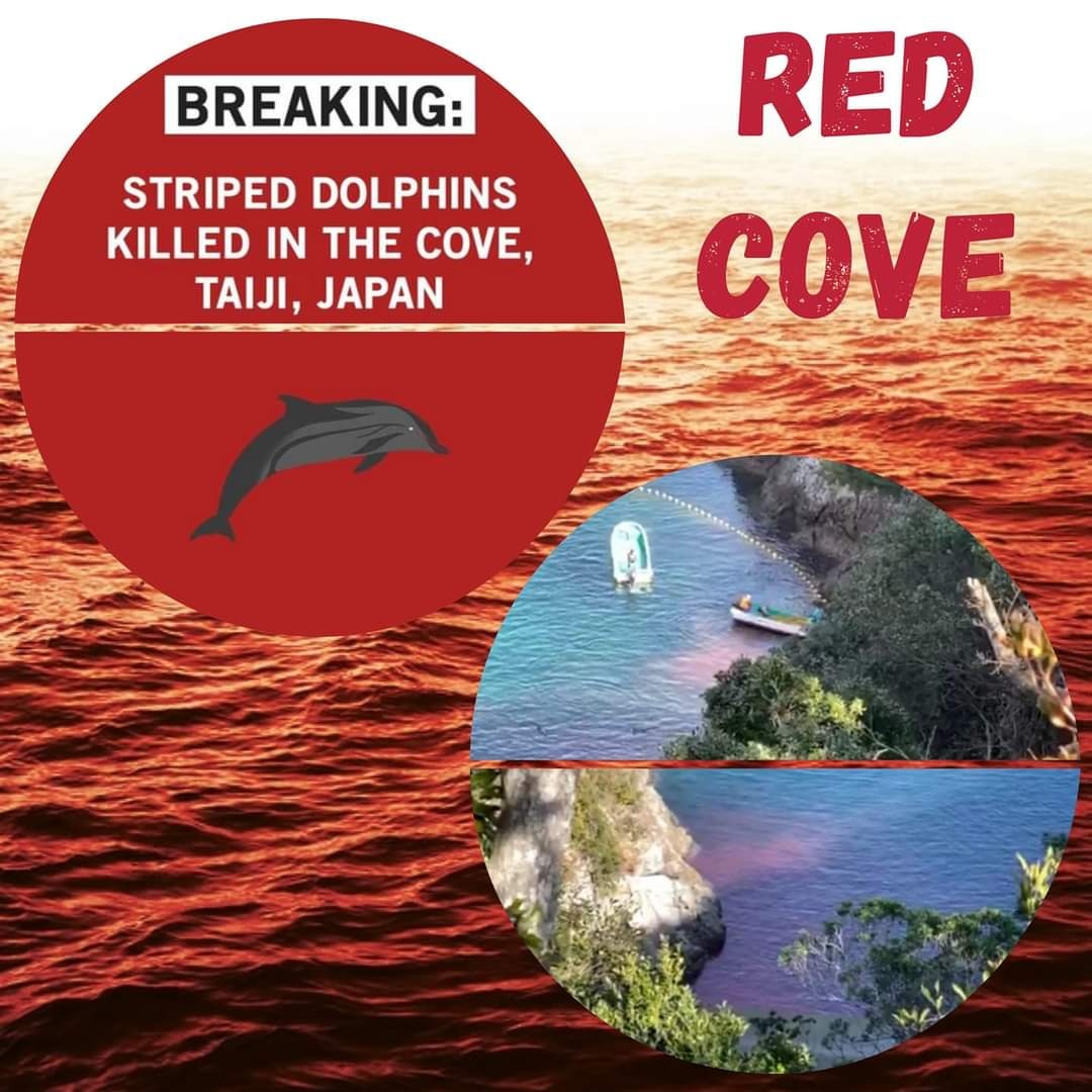 😭💔😭
They did it again...an entire pod of Striped Dolphins was driven into the cove and brutally murdered. An entire gene pool has been wiped out.
#Taiji #wakayama #japan #FumioKishida #stopkillingdolphins #NoTradition #JapanEmbassy #CaptivityKills #TheCove #DontBuyATicket