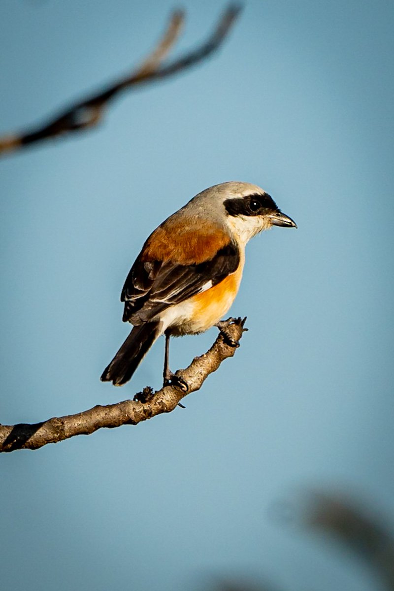 Bay Backed Shrike in good golden light ! #photography #ThePhotoHour #IndiAves #birdphotography #BirdsofIndia #BirdsSeenIn2023 #birdwatching #SonyAlpha #SonyAlpha7iv #sony200600 #createwithsony #AlphaUniverse #Hyderabad
