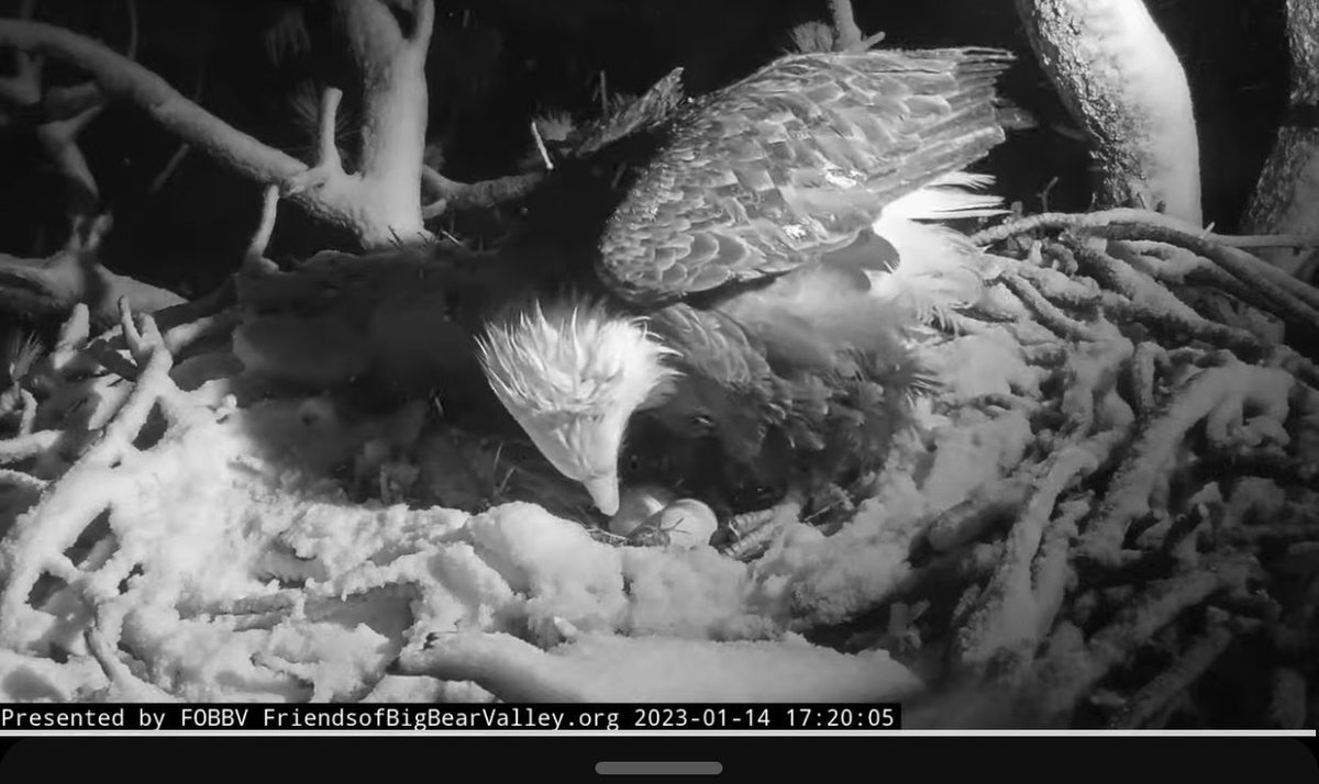 Congratulations to Jackie and Shadow on their 2nd egg! 🦅🥚🦅🎉