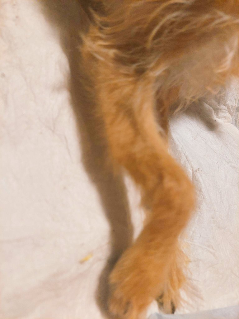 SewerCat2000's tweet photo. #help #puppy #gofundme #pleasehelp 
#love I need help bringing my puppy Luna to the vet she broke her leg while playing and no vet around me will do a payment plan and I have no other options.please and thankyou 
https://t.co/wE32yWdOIk https://t.co/4P13GLmqow