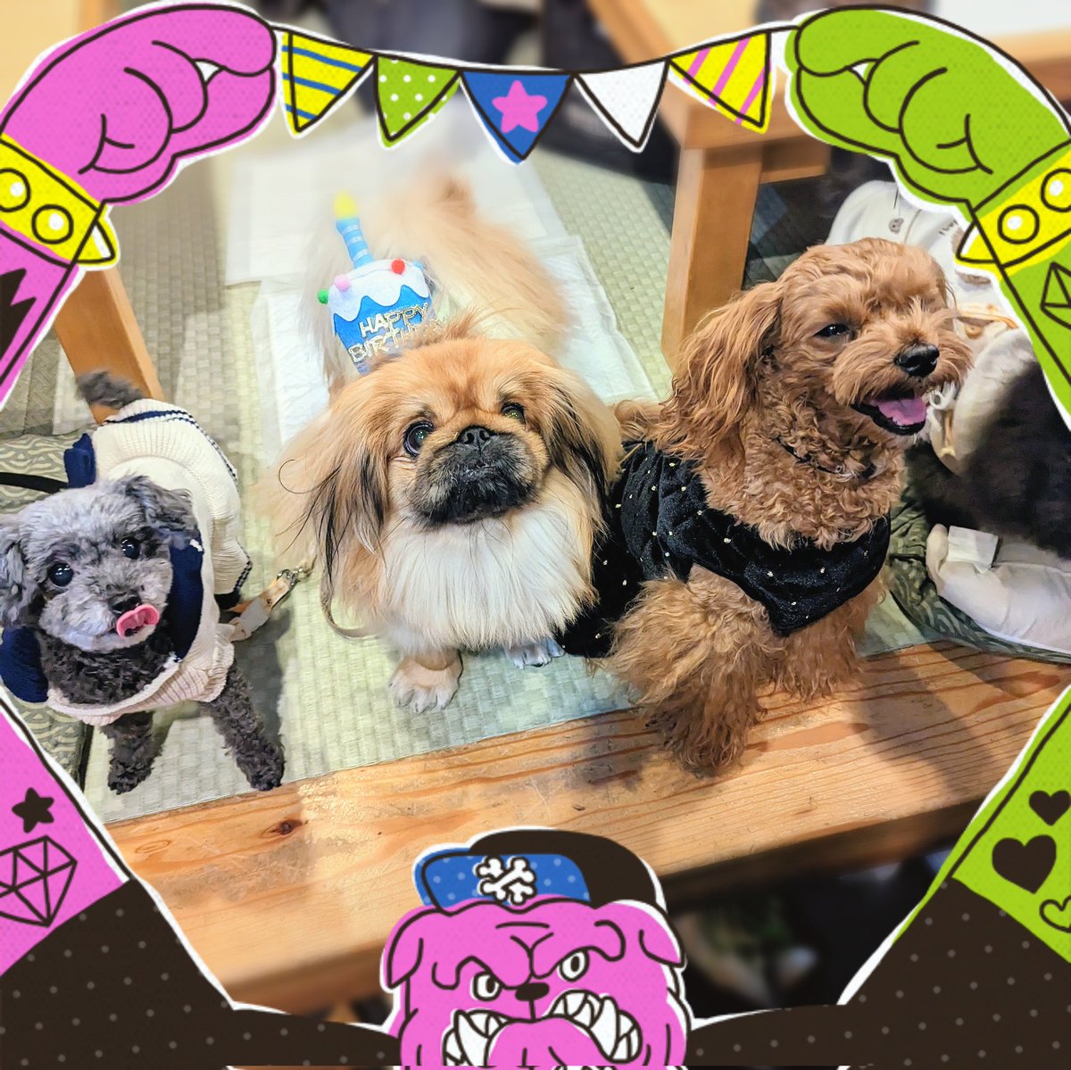 hapitan_marupu's tweet photo. ⁡⁡昨日はママちゃんの誕生日🎂✨⁡
⁡臨ちゃんと合同お誕生日会してもらったよー🐶🎶⁡
皆さますっごい楽しい&amp;素敵なgiftをたくさんありがとーっっ😍💕
⁡⁡⁡⁡めっちゃ楽しすぎる思い出深い誕生日になったよー🥰
#マルプー #いぬのいる暮らし #犬のいるしあわせ  #誕生日 https://t.co/IBrtPHouGw