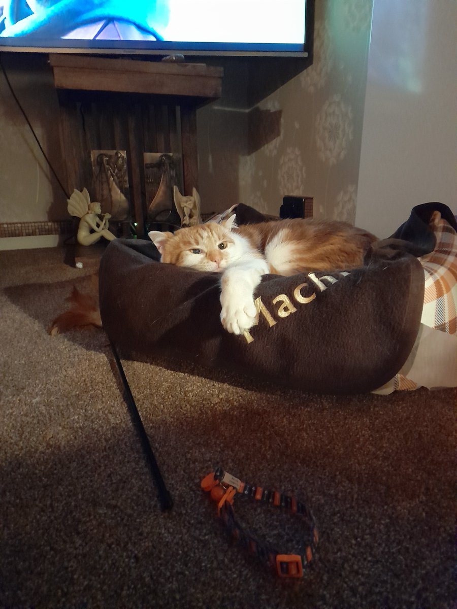 MachrieEadie's tweet photo. Mum says I need more exercise. It's hard work looking this relaxed! #CatsofTwittter #CatsOnTwitter #CatsOfTwitter #machrie https://t.co/HljylT2Awk
