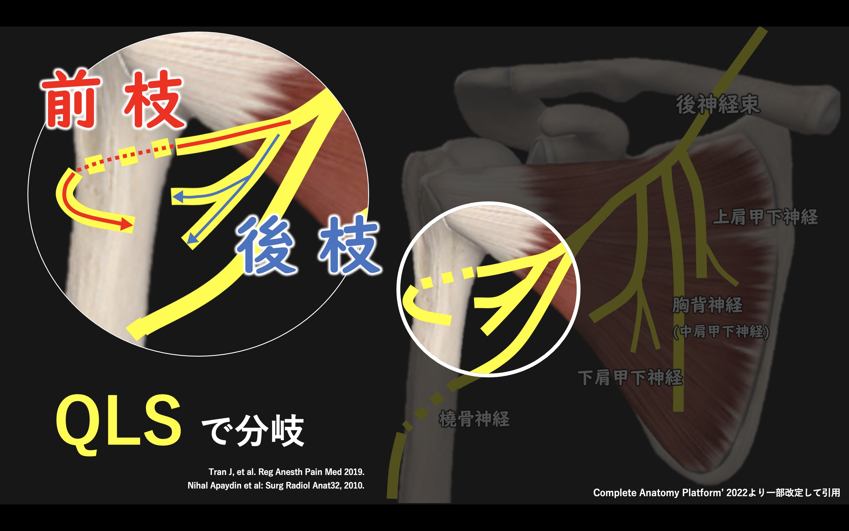BIO-KINETICS セミナー資料日本語！カイロ神経学！レアテクニック！整体 BIO-KINETICS セミナー資料日本語！カイロ神経学！レアテクニック！整体