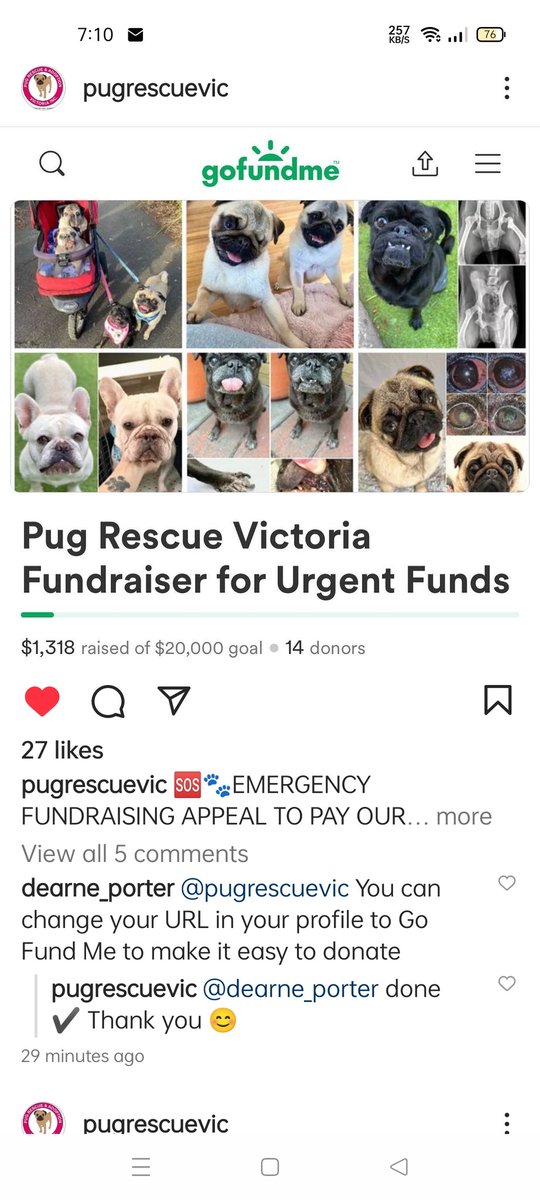 Pug_Chloe's tweet photo. Please if anyone can help this amazing pug rescue in Victoria AUS it would be truly appreciated.
@pugrescuevic 
Also on Instagram with easy donation link.💖😘 https://t.co/1lIWYrM12e