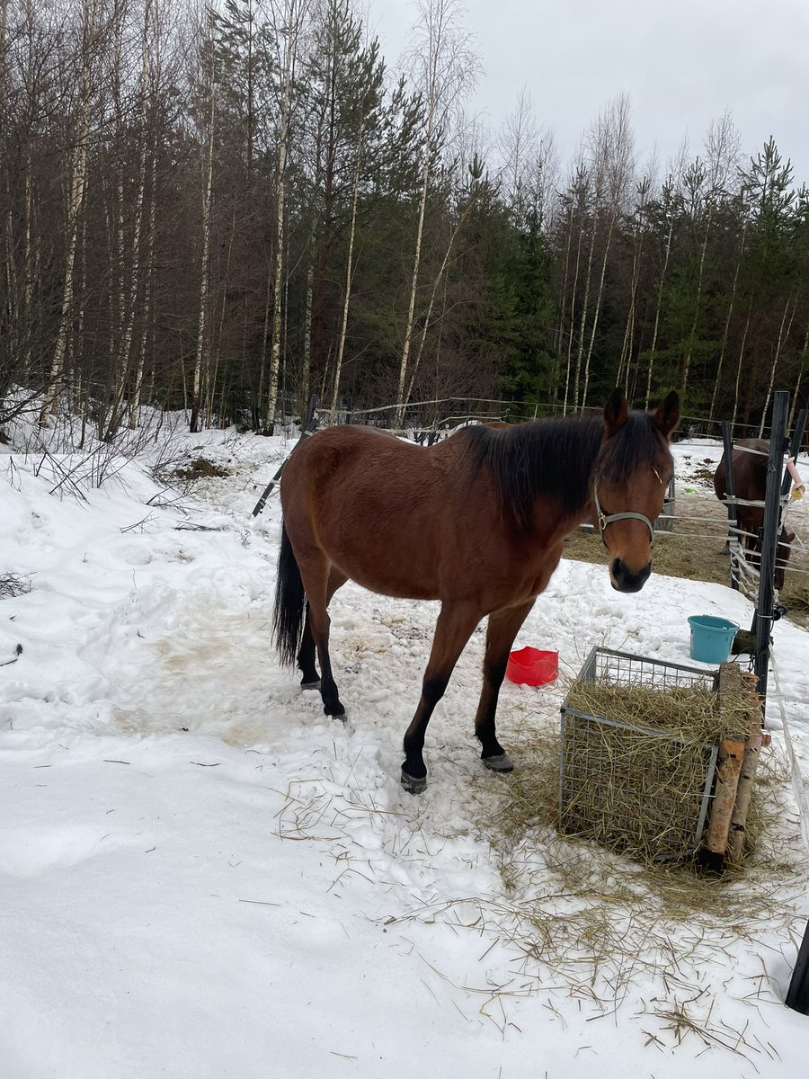 BirgittaHa's tweet photo. Talven ajan meillä on myös lämminverinen. Erittin hyvä lämpöpatteri talliin. Tallissa on 3 suokin aikana n. +6 ja nyt kun lämppäri tuli niin +10. #hevonen #ravit https://t.co/03SKcPvB8c