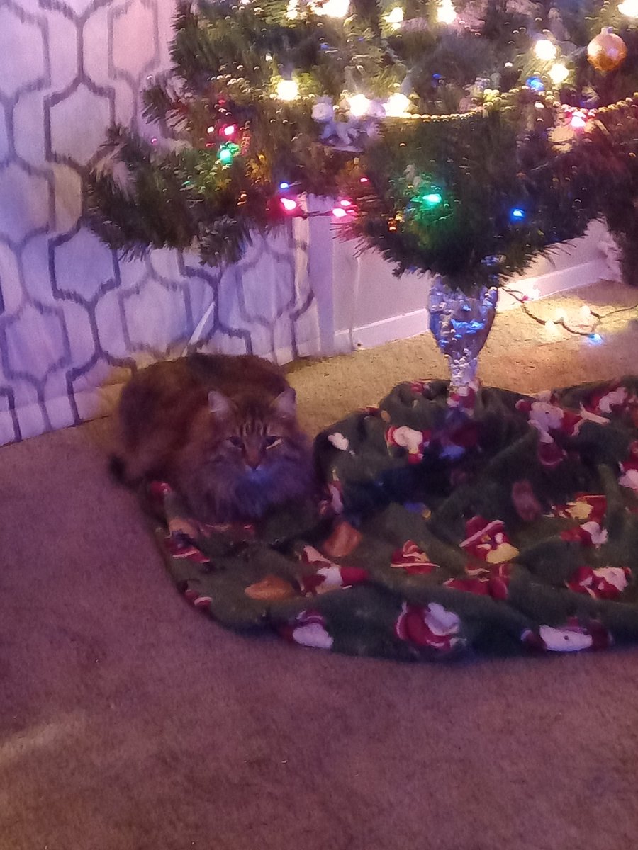 CamoTheCat's tweet photo. I'm the gift, obviously #savemycat #savemykityy #gofundme #tumor #Christmas link in bio aswell https://t.co/u58RJVSW4E https://t.co/3cbffYFuAR