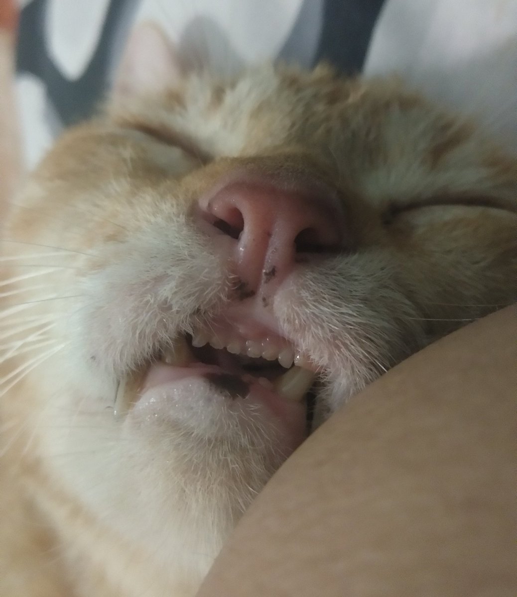 kochengfs's tweet photo. 🐈‍⬛ Coba pap anabul kalian yang lagi tidur itu, i'll start with mine 😭 https://t.co/Nbet6f4cBP