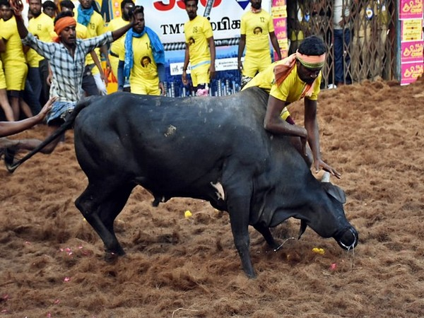 ani_digital's tweet photo. 19 injured after bulls go berserk at Jallikattu event in TN
Read @ANI Story | https://t.co/XdCCpTug0o
#Jallikattu #Madurai #Pongal #TamilNadu #BullSport https://t.co/ZYtlywHVl0