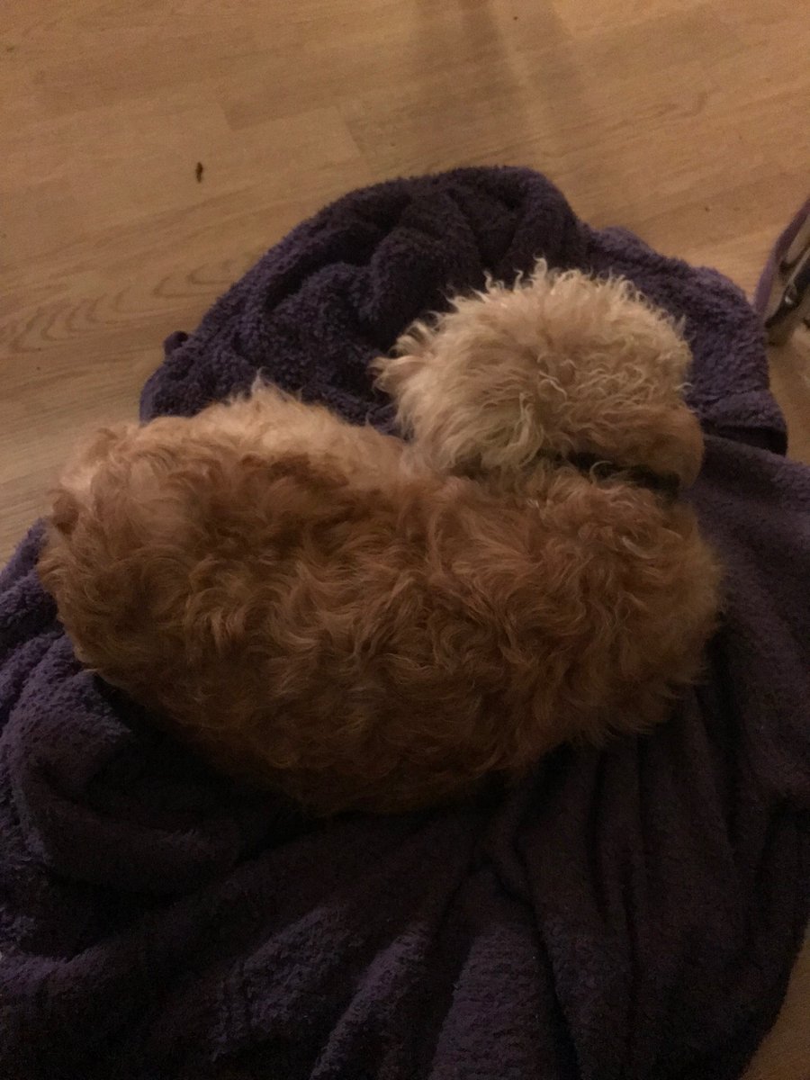 Mum thought I was cute who had stolen her «dog fleece» and slept on it like an innocent little lamb. (Island living makes me curly!) Little did she know I dedded the zipper with my strong jaws! 😈