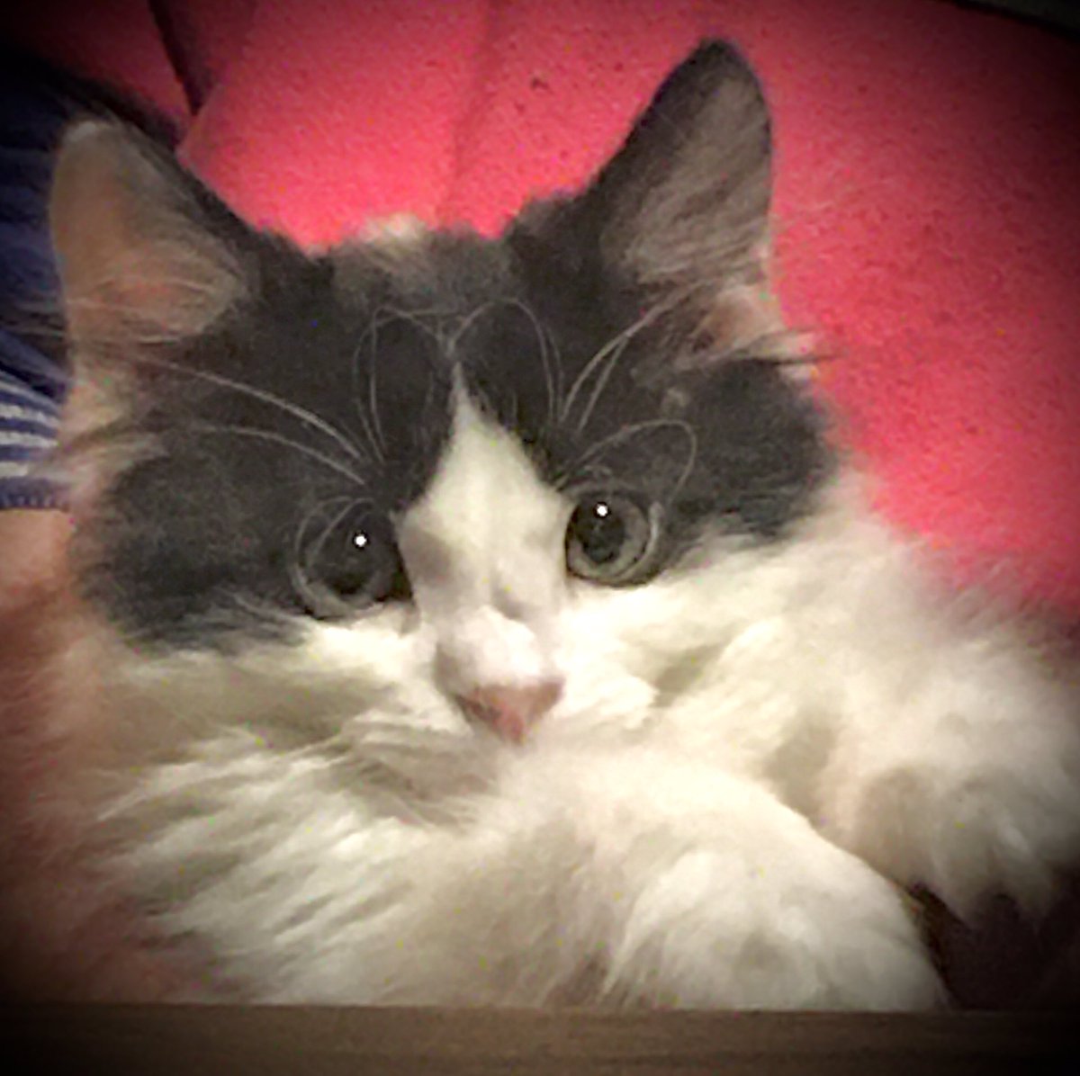 WildFlower_0121's tweet photo. #RogerAndOut on a #Caturday https://t.co/lPM5avoUUz
