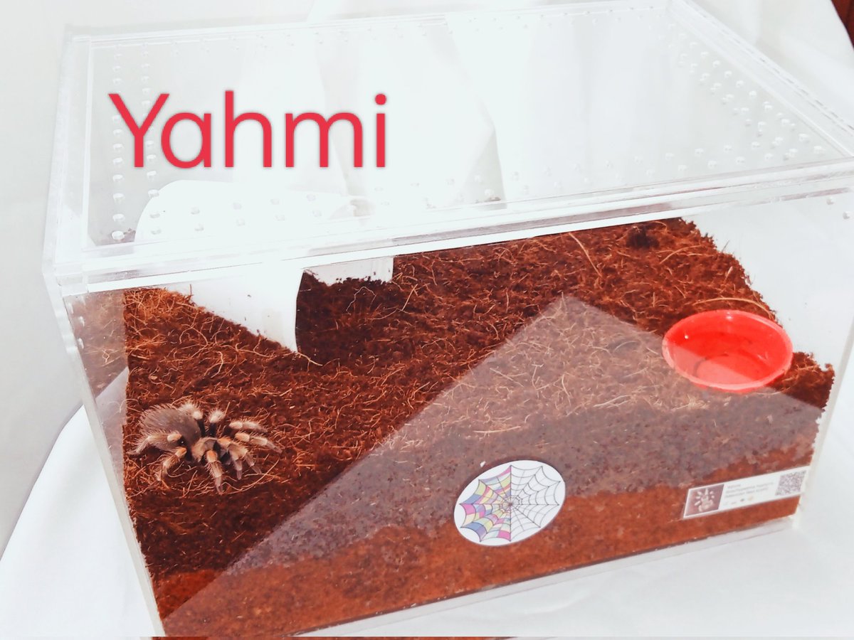 dualcorebear's tweet photo. 12x8x8 #Tarantula acrylic #enclosure for my #BrachypelmaHamorii has a top sliding lid with air vents. I don't have the budget to buy for hides and water dish. Bought this plastic reusable cup &amp; condiments cup- they work just great. What else am I missing here? https://t.co/8jMlAP9fqB