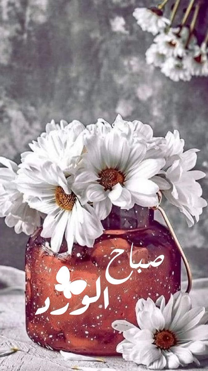 SheeRose5's tweet photo. @kam_ha1989 صباح الفل أستاذ كمال 🌹 https://t.co/T5AWnO5c6e
