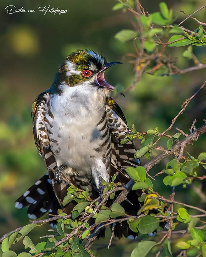 PattiDa66927384's tweet photo. Diderick cuckoo
Diederikkie
Summer visitors to South Africa and a brood parasite. Check out the stunning colors.
Taken at Sunset Dam in Kruger National Park, December 2022.
#Nature #SunsetDam #KrugerNationalPark #SouthAfrica #Travel #DiderickCuckoo
#Bird #December #2022 https://t.co/1ERbvUNutW