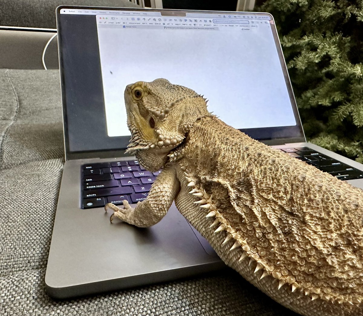 🦎 Bando tweet media