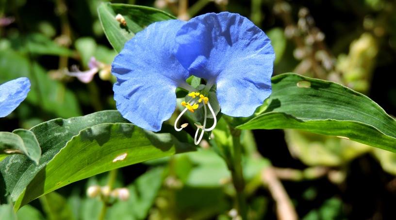 celsodolago's tweet photo. PLANTAS DO BRASIL
Commelina erecta, #Comelináceas, «#trapoeraba»,
erva ereta, perene,
de matas ou planta ruderal (que acompanha o homem);
polinizada por abelhas nativas.
Espécie ornamental, estimada pelas grandes flores azuis, ocasionalmente cultivada em vasos.
#Commelinaceae . https://t.co/3sU2R3vhVu