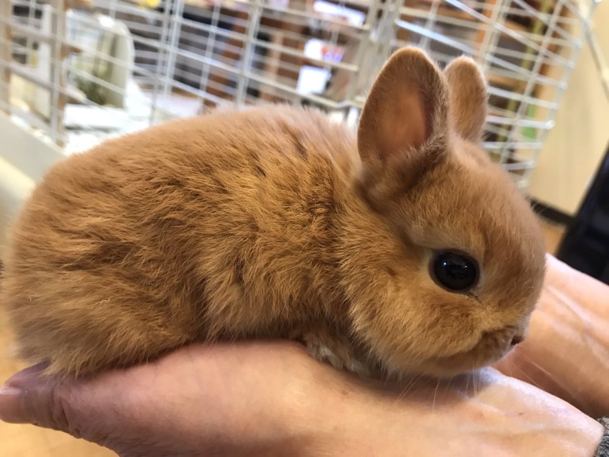 marukane_'s tweet photo. 本日も営業中です😊
小動物入荷しました！
ネザーランドドワーフやブルーサファイアジャンガリアン、カラーハムスターやセキセイインコのヒナが入荷しました！

ご来店お待ちしておりますm(_ _)m https://t.co/5SbmB9fGfe