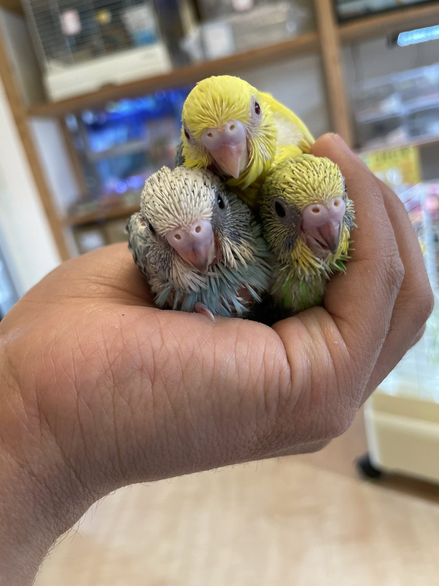 marukane_'s tweet photo. 本日も営業中です😊
小動物入荷しました！
ネザーランドドワーフやブルーサファイアジャンガリアン、カラーハムスターやセキセイインコのヒナが入荷しました！

ご来店お待ちしておりますm(_ _)m https://t.co/5SbmB9fGfe