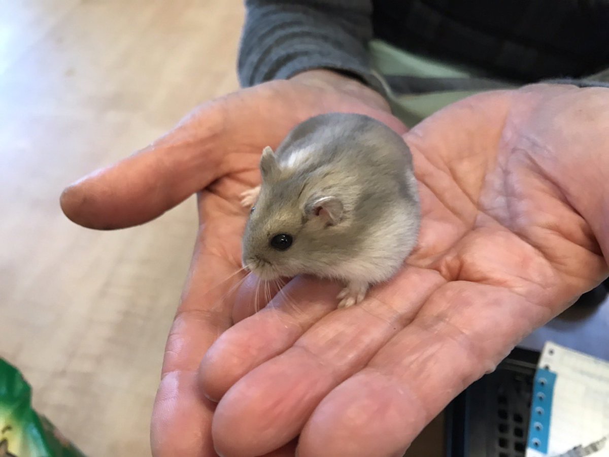 marukane_'s tweet photo. 本日も営業中です😊
小動物入荷しました！
ネザーランドドワーフやブルーサファイアジャンガリアン、カラーハムスターやセキセイインコのヒナが入荷しました！

ご来店お待ちしておりますm(_ _)m https://t.co/5SbmB9fGfe