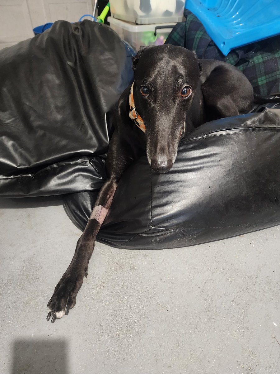tgywyw86's tweet photo. Drax has a watch tan. #DogsOfSokkahTwitter https://t.co/qBxpvbcYe8