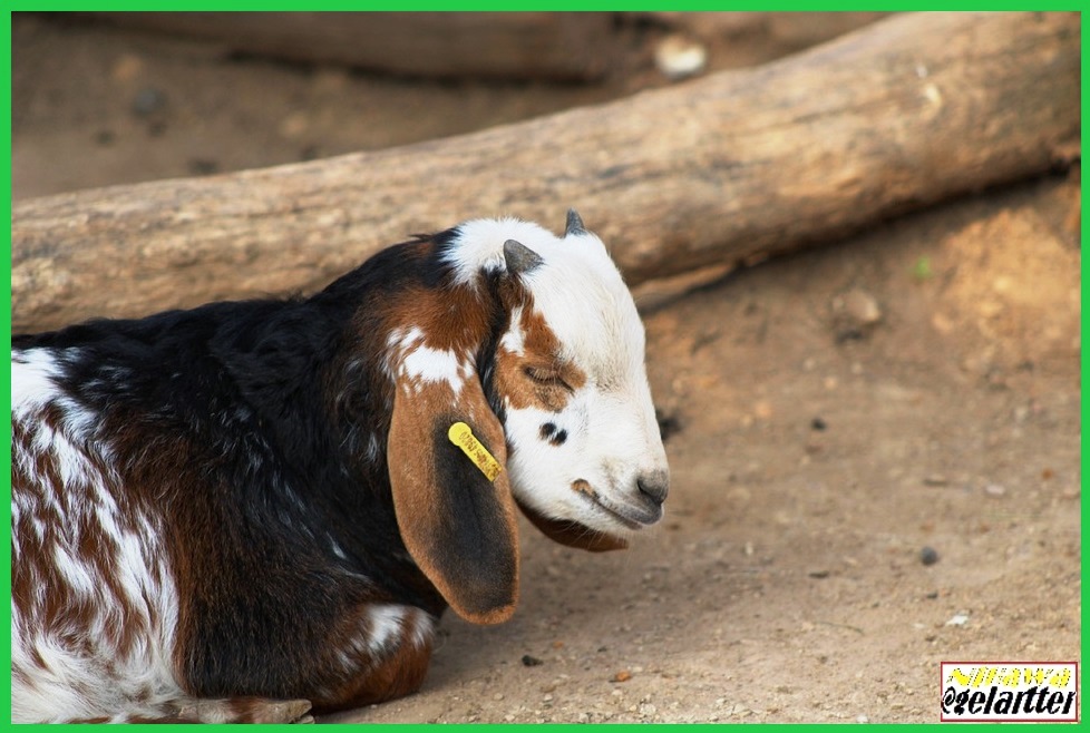 Cae siete veces y levántate ocho.