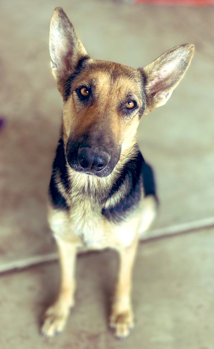 This lovely lady was adopted today! She was to be euthanized at our pound when we decided to foster her. She gained over 15 lbs with us. #AdoptDontShop #GermanShepherd #RescueDog #fosterdog #FUREVERHOME #gsd #dogsoftwitter #poundpuppy