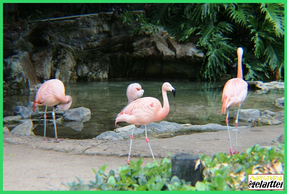El hombre mantiene su equilibrio y sentido de seguridad solo si se mueve hacia delante.