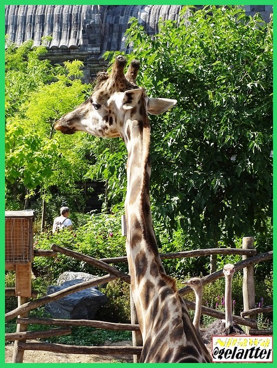 La vida es como una bicicleta; para mantener el equilibrio debes seguir adelante.