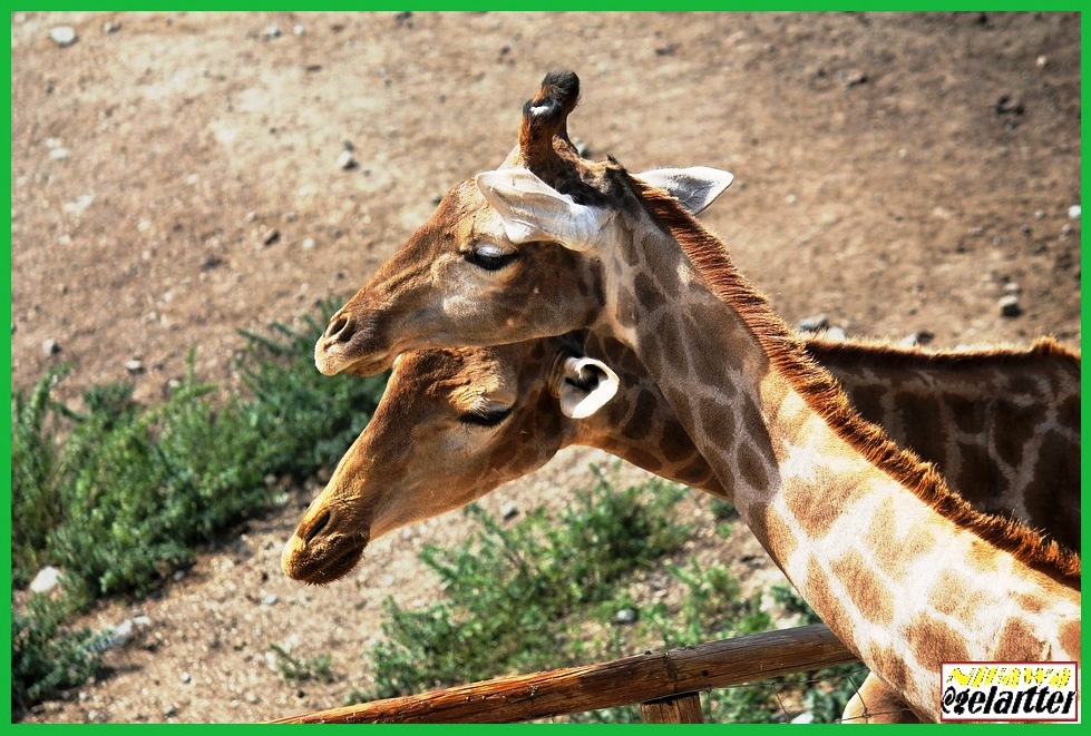 Un río pasa a través de una roca, no por su fuerza, sino por su persistencia.