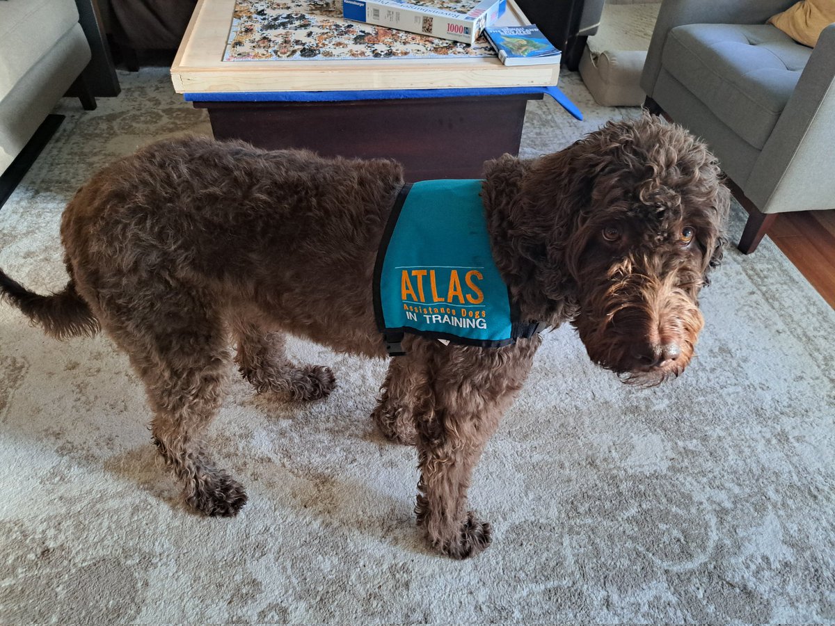 We got our <a href="/atlasassistdogs/">AtlasAssistanceDogs</a> training vest today! #servicedogintraining #assistancedogintraining