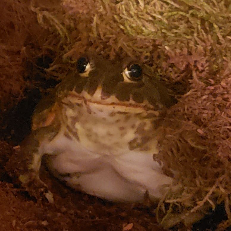 Slythpaw's tweet photo. @DnD_Shorts My Pixie Frog, Kiryu https://t.co/8i2qUevlZq
