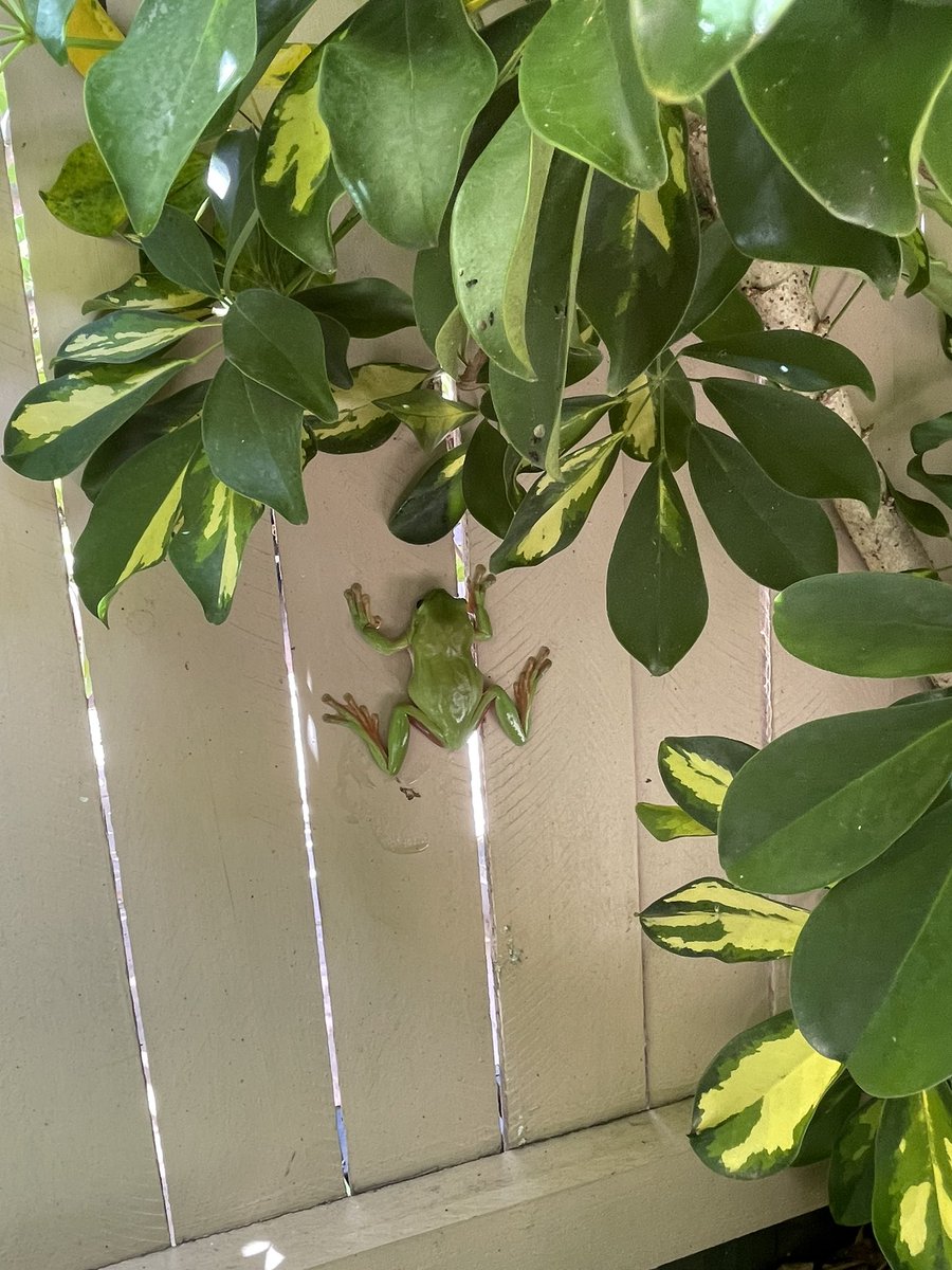 Gotta love ‘Straya! At least it wasn’t a spider or a snake!
So, this is what greeted me in the loo a couple of hours ago.
Can someone tell me how a frog gets into a toilet? I’d get it if it is an outside toilet block, but I do wonder how they make their way inside / up the pipes.