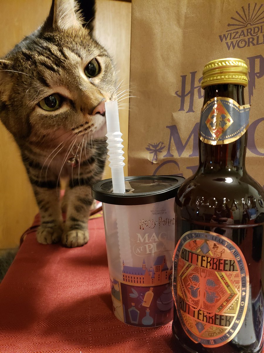 genevacares's tweet photo. I had quite the *magical* time visiting @TheTSTavern at the Broadway Playhouse, and seeing the Harry Potter store! Ducky is clearly interested in my Butterbeer 👀😻 https://t.co/Ka69AmGisb