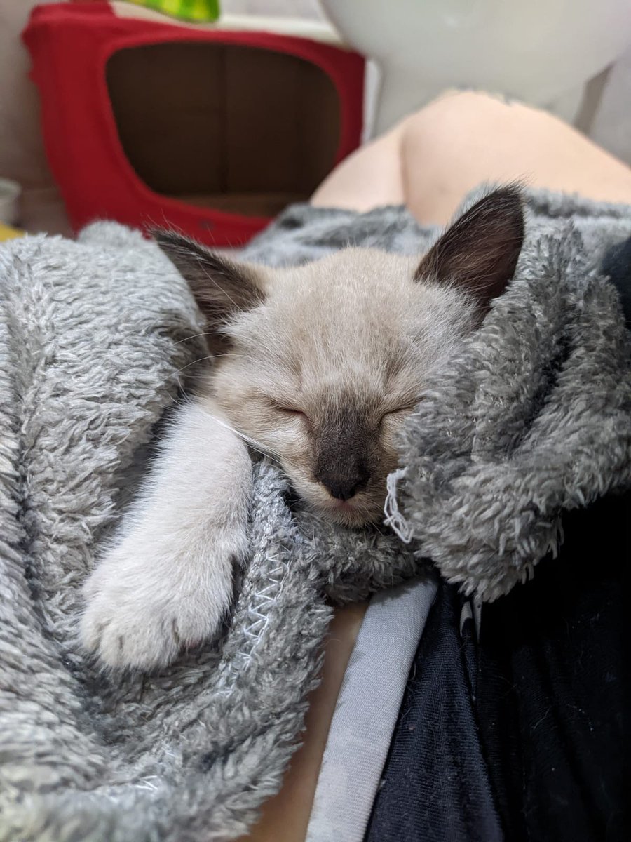 vinicius_aaf's tweet photo. Gente ela já tá vermífugada e despulgada! 
Quem puder ajudar a compartilhar pra geral da grande BH, pra encontrarmos uma casa pra essa mini querida kkkk https://t.co/PDxdZvhbaV