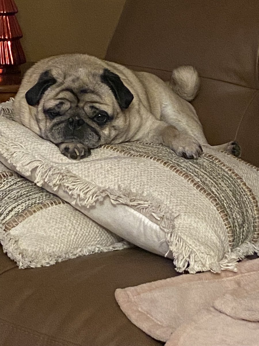 momogints12's tweet photo. Sigmund loves his pillows https://t.co/esRkZEuZuq