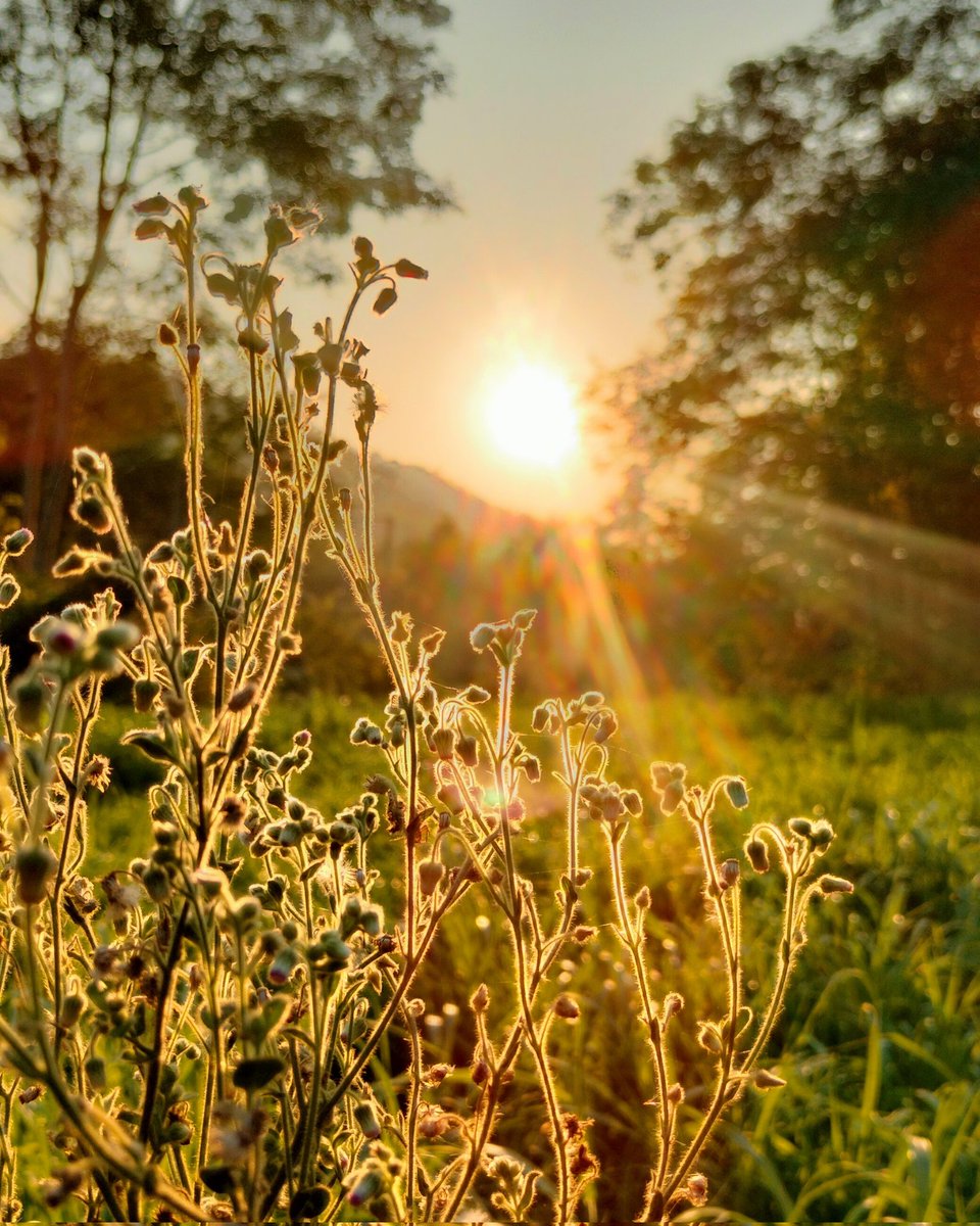 In nature, nothing is perfect and everything is perfect. Trees can be contorted, bent in weird ways, and they're still beautiful.  ☘️🌱