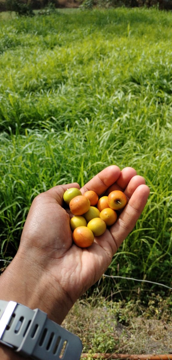 ભેગા કરીશું બોર તો કામ આવશે,
કયારેક અમારી ઝુંપડીએ રામ આવશે.