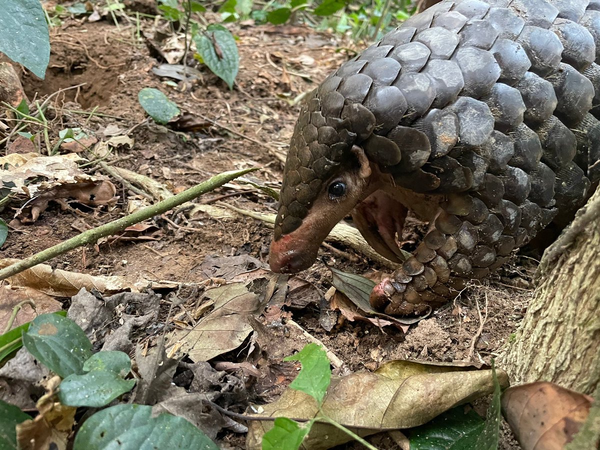 ParveenKaswan's tweet photo. Second most trafficked mammal on planet. Do you know what it is ? https://t.co/5XwOm0qgKC