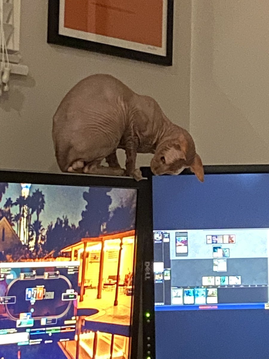 Gingerbread_Lex's tweet photo. @VegasMaggieEsq @BobMooreNV I consulted the vet about this. I was very concerned for his self esteem. I have neutered plenty of pets, but never a naked one so fastidious about cleaning that area. This is my strangest purchase ever. But so cute! https://t.co/FJdUP9NCtE