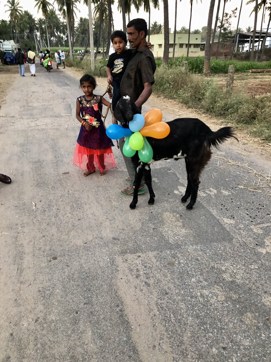 vrundavs's tweet photo. If you don’t have a cow…
Your goat 🐐 is dressed up too!
It is a day to celebrate your animal family
#Sankranthi #villagelife #chikkade #mandya https://t.co/37BogWY4mT
