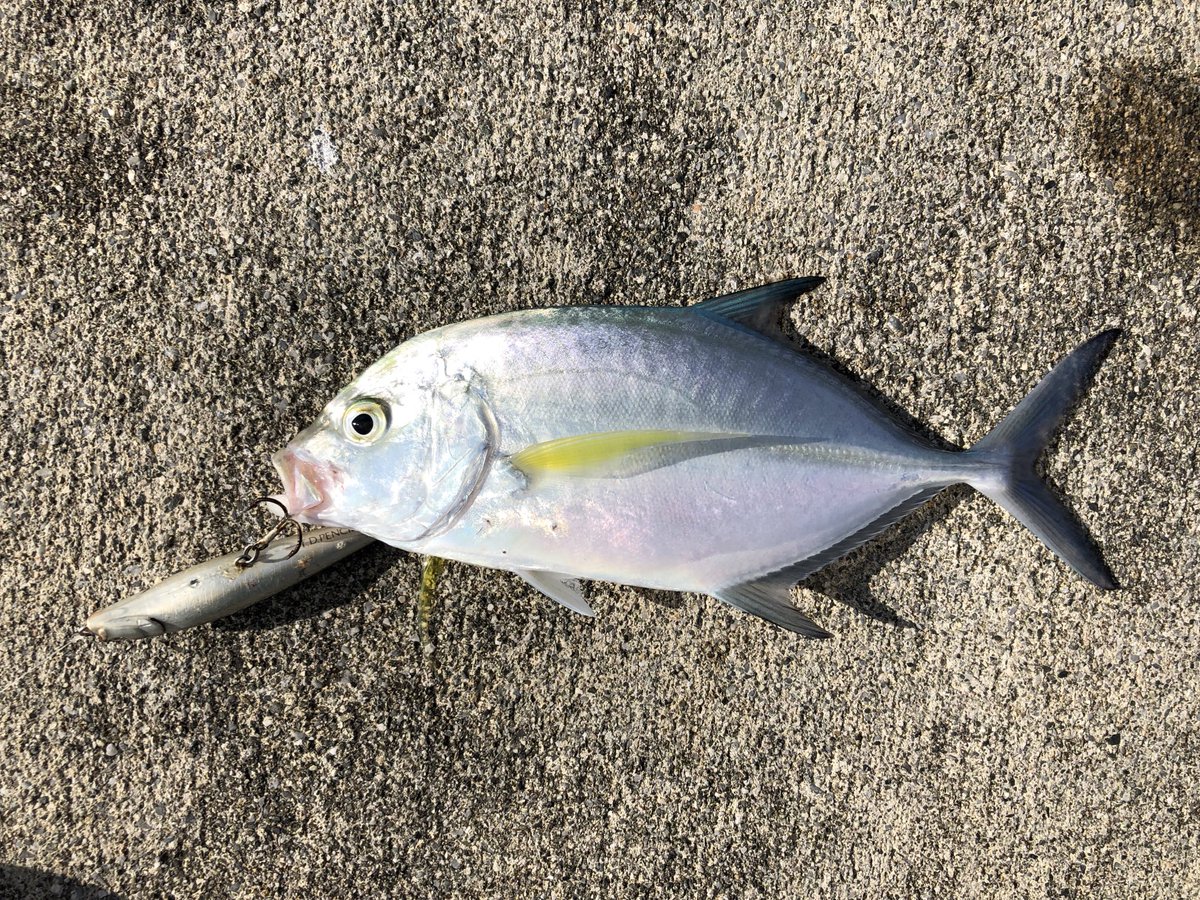 mochike_log's tweet photo. 宮古島って面白い❗️港に居ると色々な魚が回ってきてナブラボコボコ🐟 https://t.co/Tkr3TF5dU7