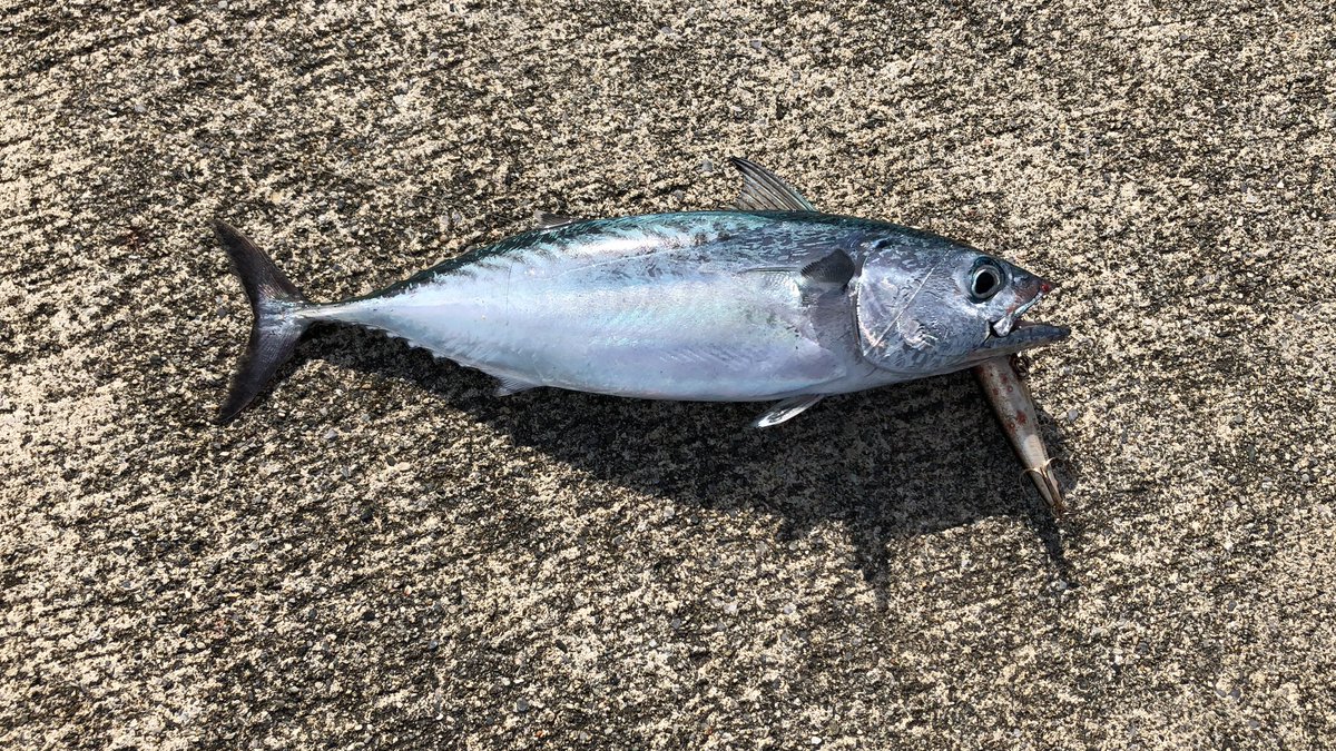 mochike_log's tweet photo. 宮古島って面白い❗️港に居ると色々な魚が回ってきてナブラボコボコ🐟 https://t.co/Tkr3TF5dU7