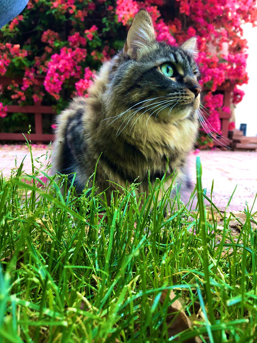 AverageAaron's tweet photo. @underscoreg3 @StevijoPayne Looks like our Clover when she showed up on our doorstep. Now she runs the house. https://t.co/eJHYysiNOy