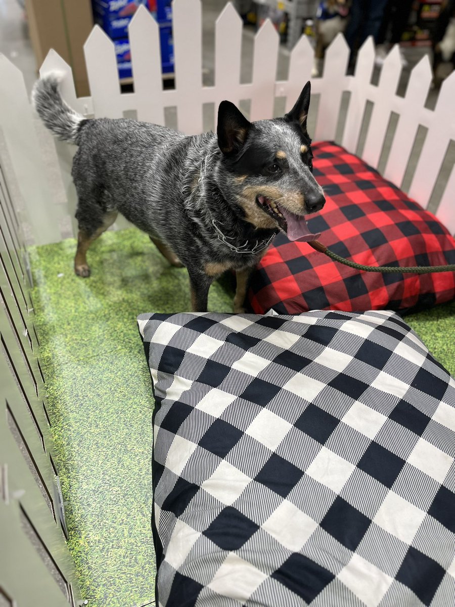 TheBossMan1037's tweet photo. Showcased the Maytag Pet Pro washer &amp; dryer system.  Today we celebrated Dogs of Lowe’s pet party.  Shoppers &amp; their dogs were be able to check out the new laundry duo that visibly removes pet hair. Pet-inspired décor, doggy treats, and more given out!  @BlueBoxR1 @Lowes1037 https://t.co/xAE5mr5S8f