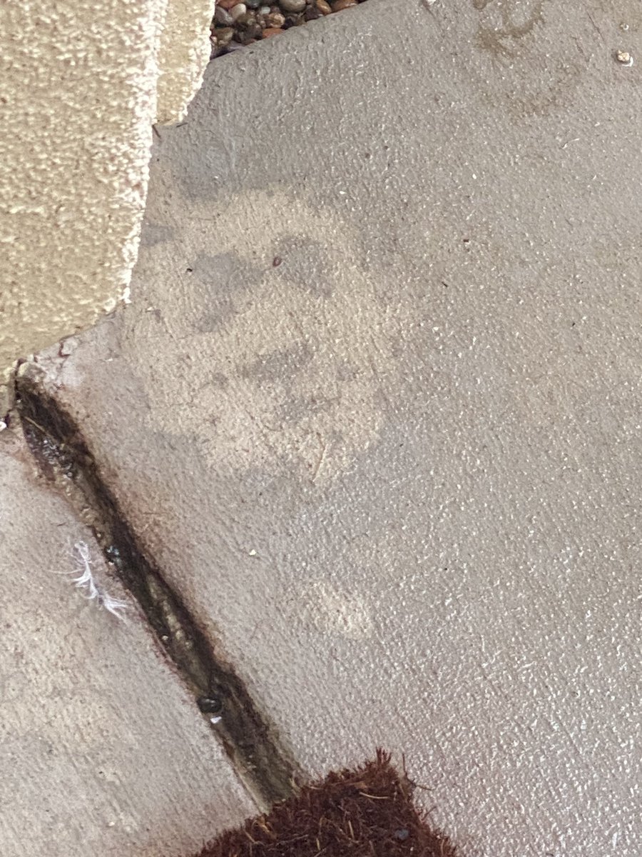 JonJayKovel's tweet photo. It’s a miracle! The face of Lou Reed appeared on our driveway after the rain. #LouReed https://t.co/u5zSuAeFUC