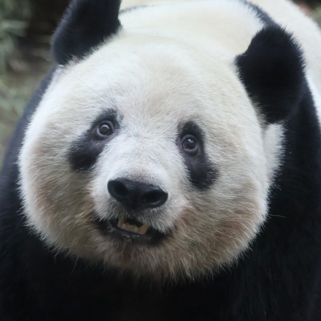 kekopanxiang's tweet photo. 2023.1.15 SUN #上野動物園 
お散歩🐾途中のシャンちゃんが突然目の前に来てくれました💞かわいくて嬉しすぎです〜( ᵒ̴̶̷̥́ _ᵒ̴̶̷̣̥̀ )♡♡
#シャンシャン #ジャイアントパンダ
#シャンシャン大好き
#いつも心にシャンシャンを https://t.co/6BWZB9s2hU