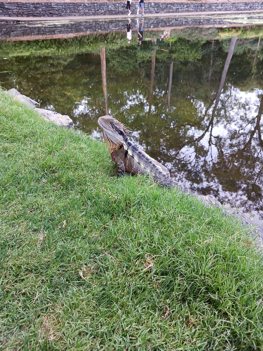 mogu_umi's tweet photo. Water dragonは結構どこにでもいるけど、野生の蛇は初めて見た😳
#brisbane #Mtcootha #botanicgarden https://t.co/fPbv1quR5m