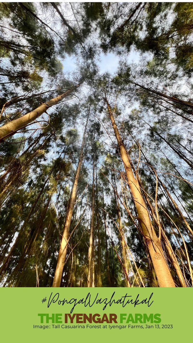 iyengarfarms's tweet photo. The fields are lush, the trees are green,
Pongal brings joy, the harvest scene.
Iyengar Farms, a bountiful land,
With casurina, teak, and coconut strands. #PongalVazhthakal from the #IyengarFarms https://t.co/kXBymJa0bR