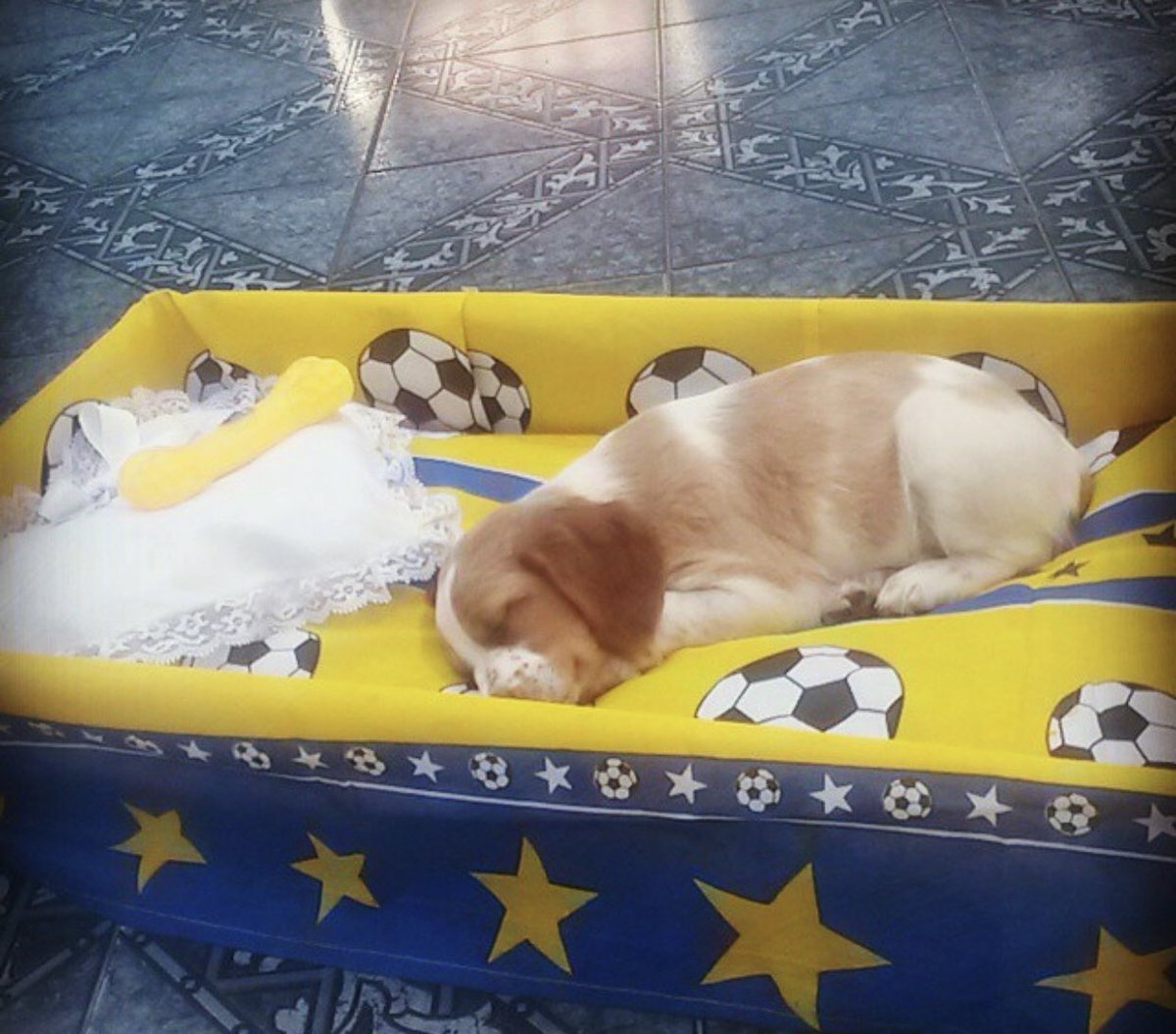 _Islamur's tweet photo. @drapeluche Como empezó /// Como va

Los reyes y dueños de la casa 🐶 🐕 https://t.co/i5mW1FmKR1