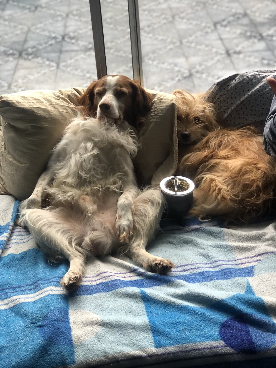 _Islamur's tweet photo. @drapeluche Como empezó /// Como va

Los reyes y dueños de la casa 🐶 🐕 https://t.co/i5mW1FmKR1